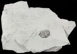 Bargain Enrolled Flexicalymene Trilobite - Ohio #47321-1